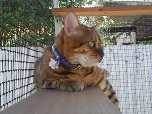 cat.jpg