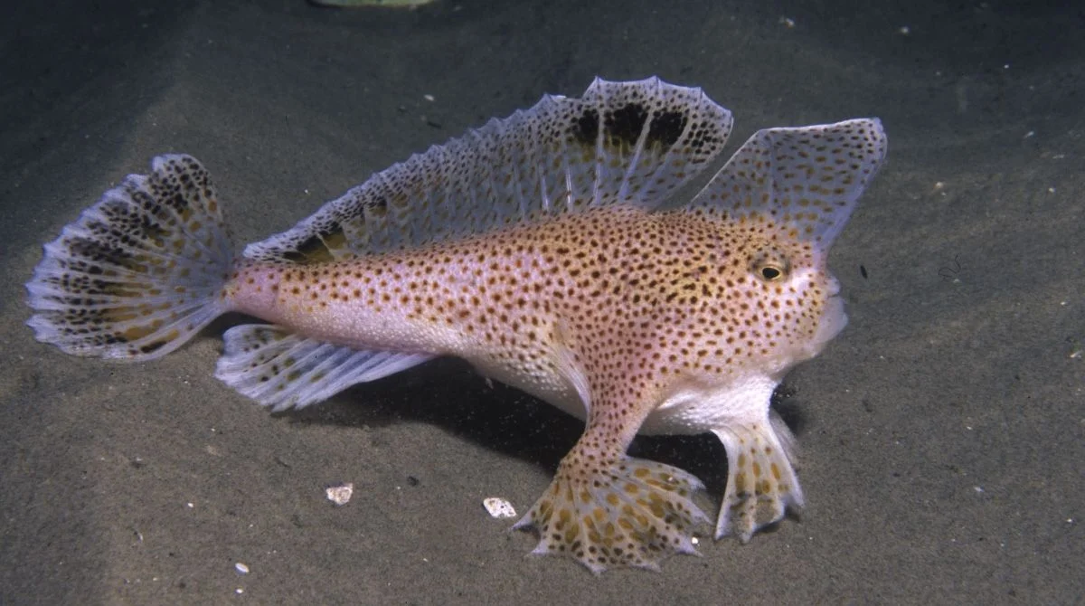 A Win For The Spotted Handfish