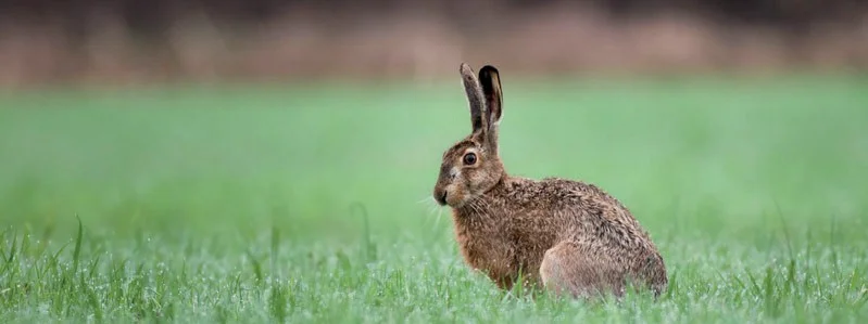 Engaging the Community in Invasive Species Management - more than just information