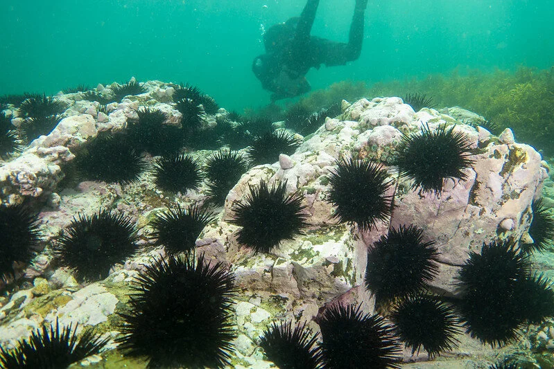 The&nbsp;long-spined sea urchin