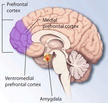 Drew.Schwartz.Brain.Based.Learning.png