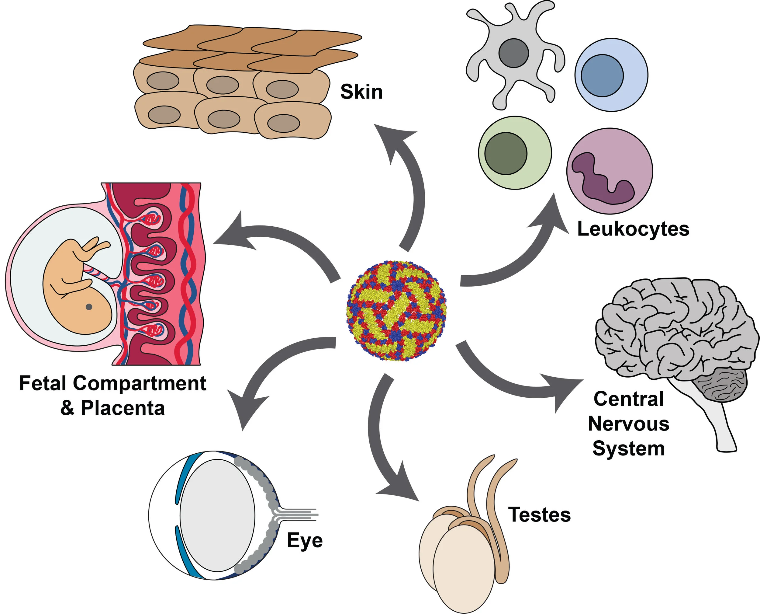 Flaviviruses infect a variety of tissues, some of which are protected by specialized bariers