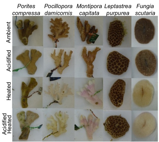 Coral+species+tested+in+this+study+included+endemic+finger+coral+(Porites+compressa),+lace+coral+(Pocillopora+damicornis),+rice+coral+(Montipora+capitata),+crust+coral+(Leptastrea+purpurea)+and+mushroom+coral+(Fungia+scutaria)+under+experi.jpeg