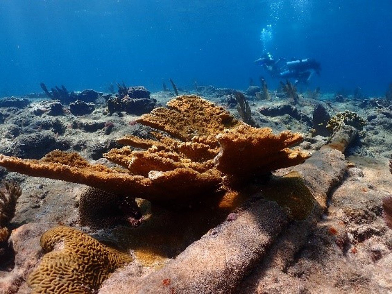 coral pic 1.jpg