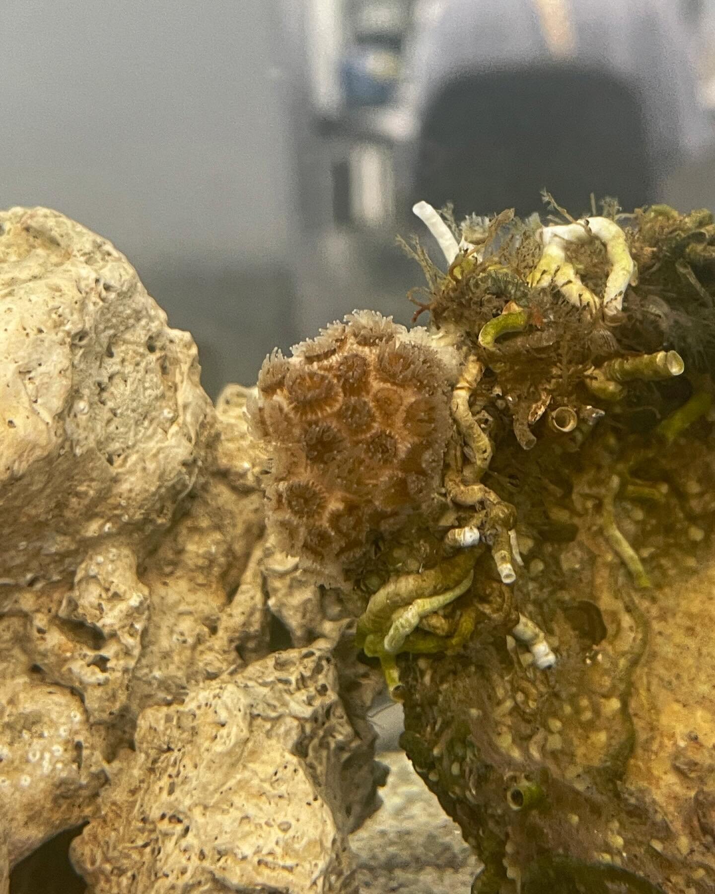 🤩 Welcome CiCi, Our New Resident of the Bahr Lab! 🤩

Hello everyone, we&rsquo;re thrilled to introduce CiCi, the newest member of the Bahr Lab family! 🎉 CiCi is a breathtaking species of Astrangia coral (Astrangia sp.) discovered during a recent b