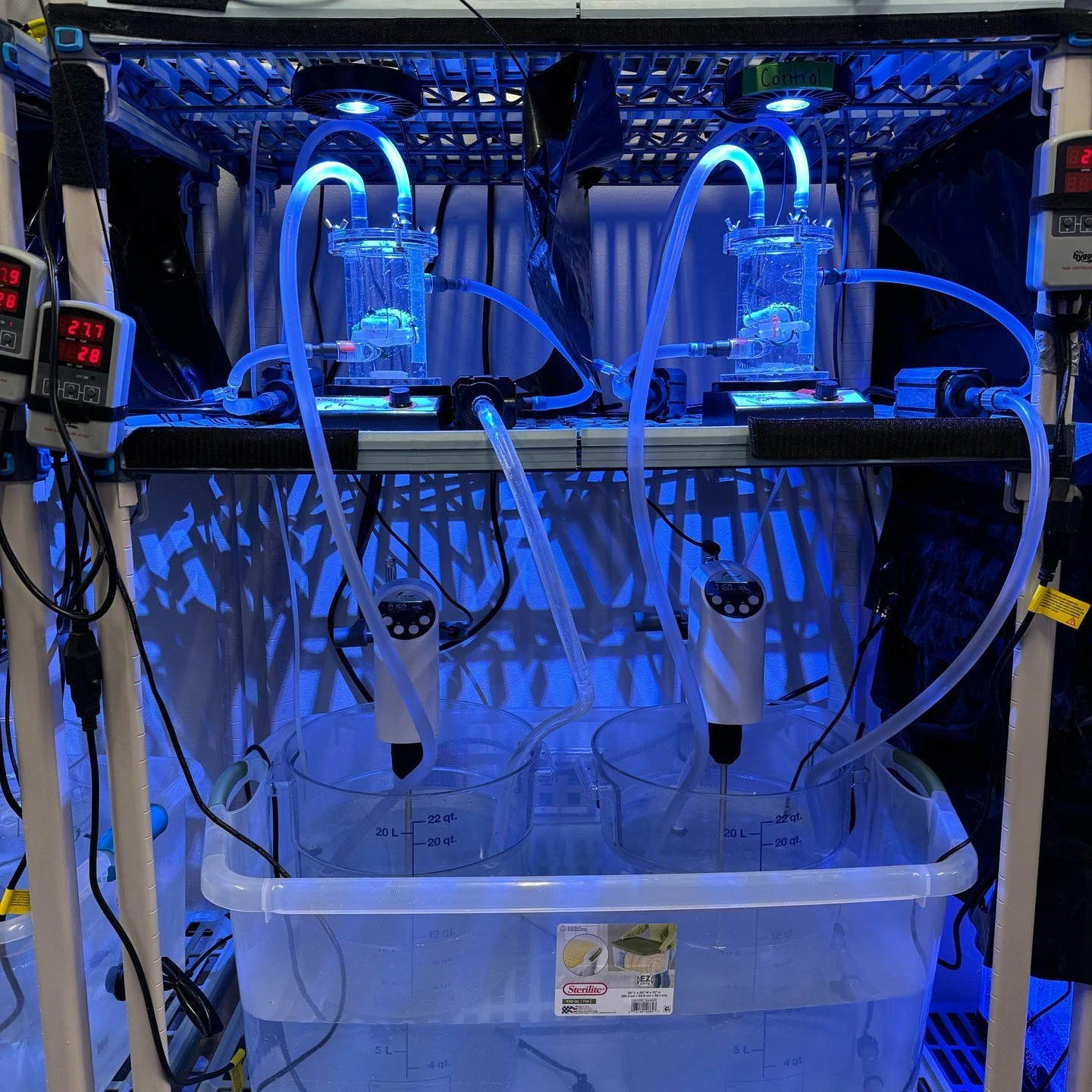 🌊🔬 Diving back in! The Coral Reef and Ocean Health Research Group is jumping back into research with Orbicella faveolata (a crucial reef-building coral)! Our previous project funded by the Florida Department of Environmental Protection helped us un