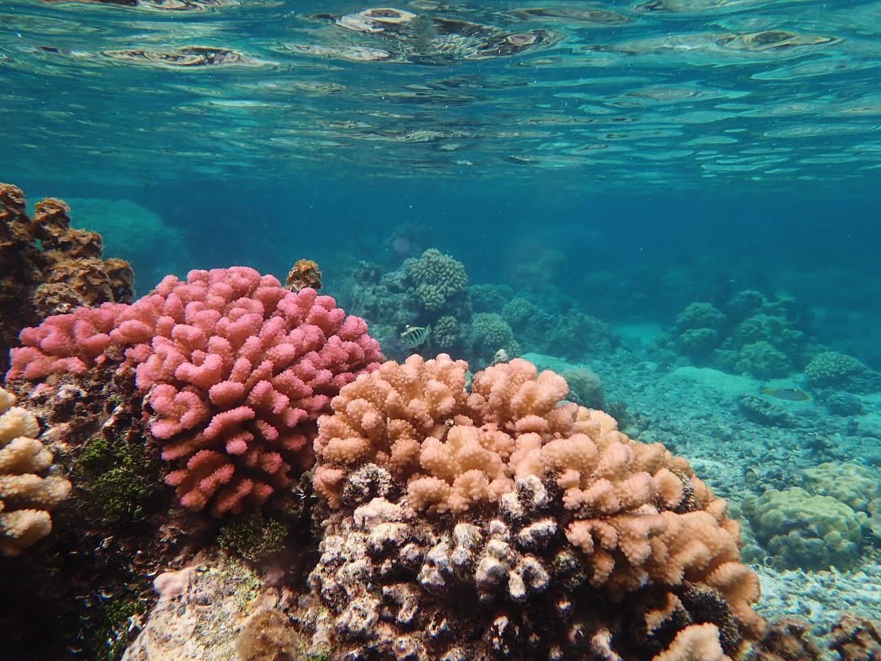 Grateful for coral reefs, vital ecosystems that support over 25% of marine life. They regulate coastal climates, protect shorelines from erosion, and contribute to global biodiversity. Let&rsquo;s work together to preserve these underwater ecosystems