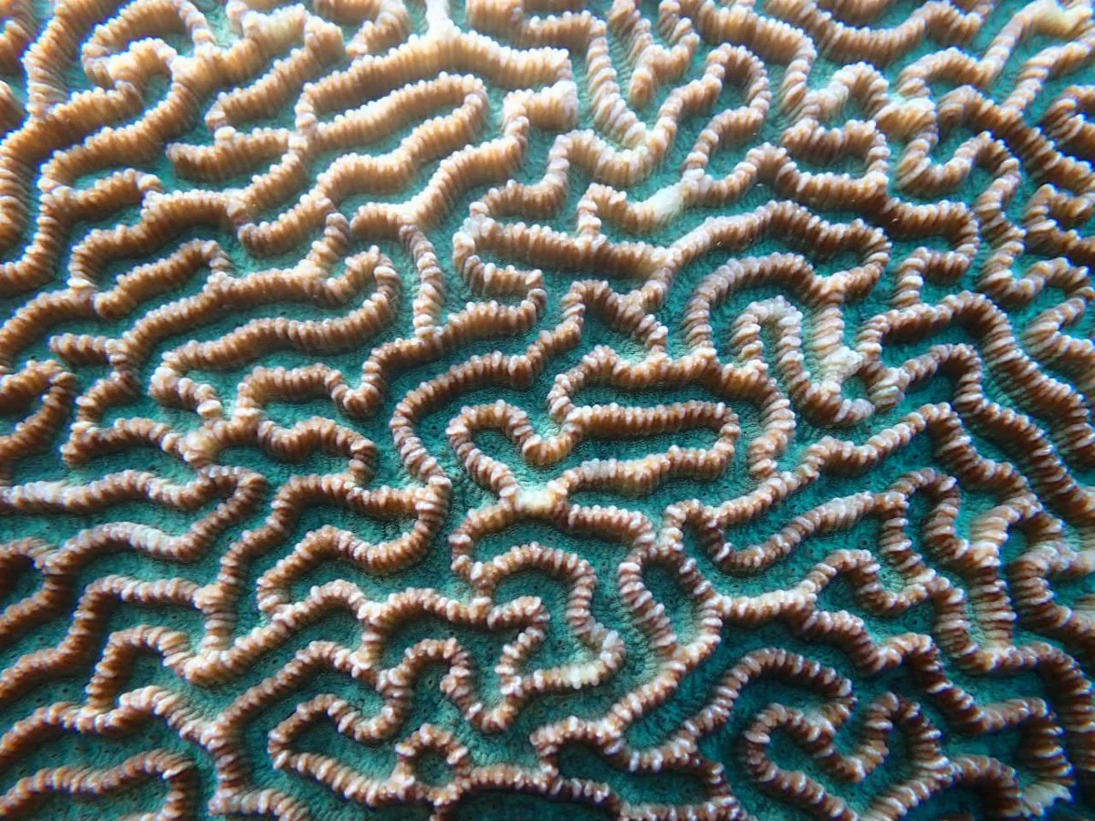fiji-coral-reef-cruise-2024-31.jpg