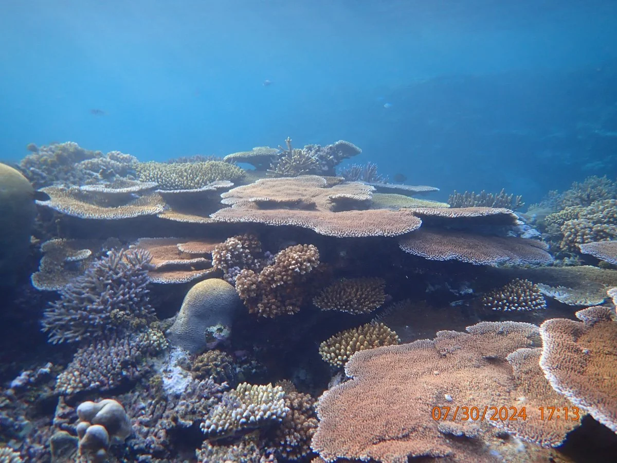 fiji-coral-reef-cruise-2024-16.jpg