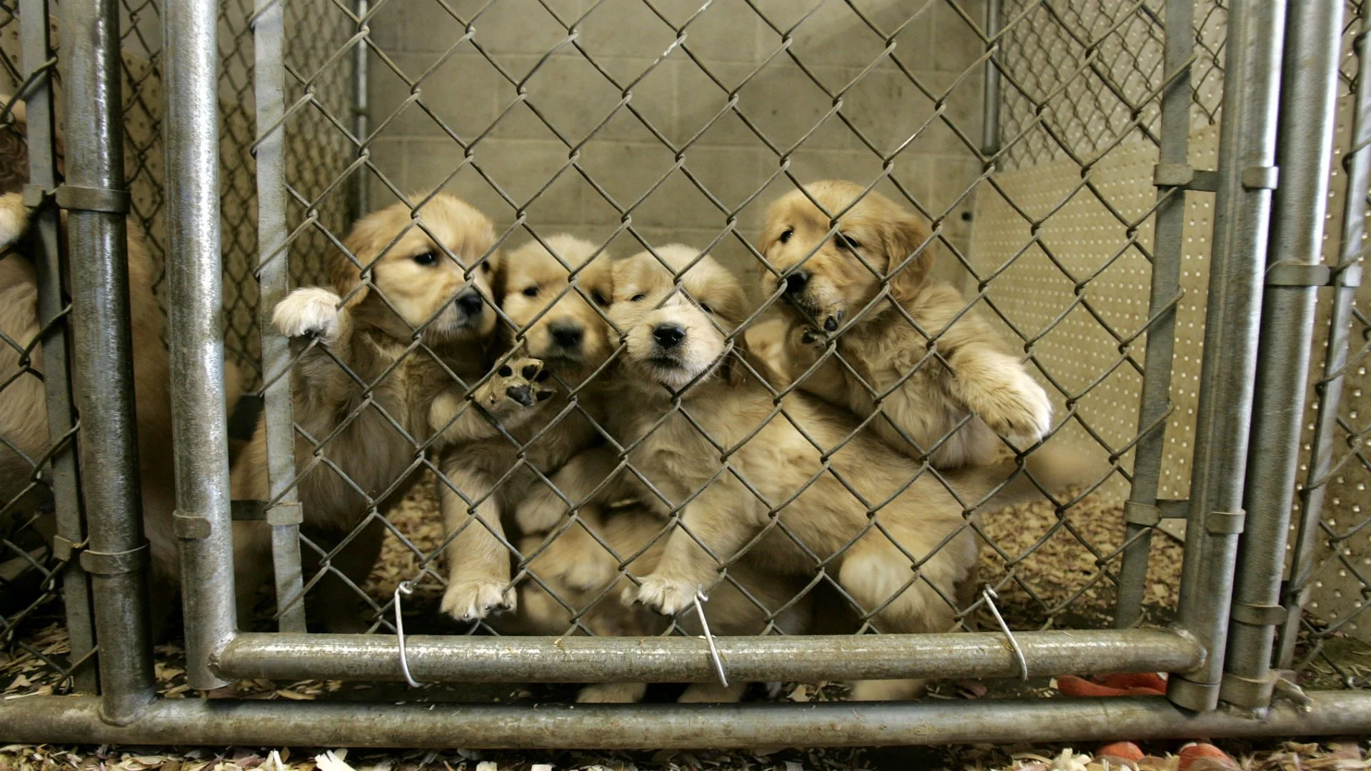 Use extreme caution if buying a puppy