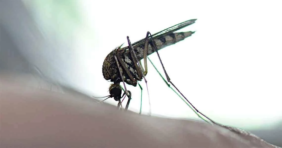 Mosquito tests positive for West Nile virus in Norwalk