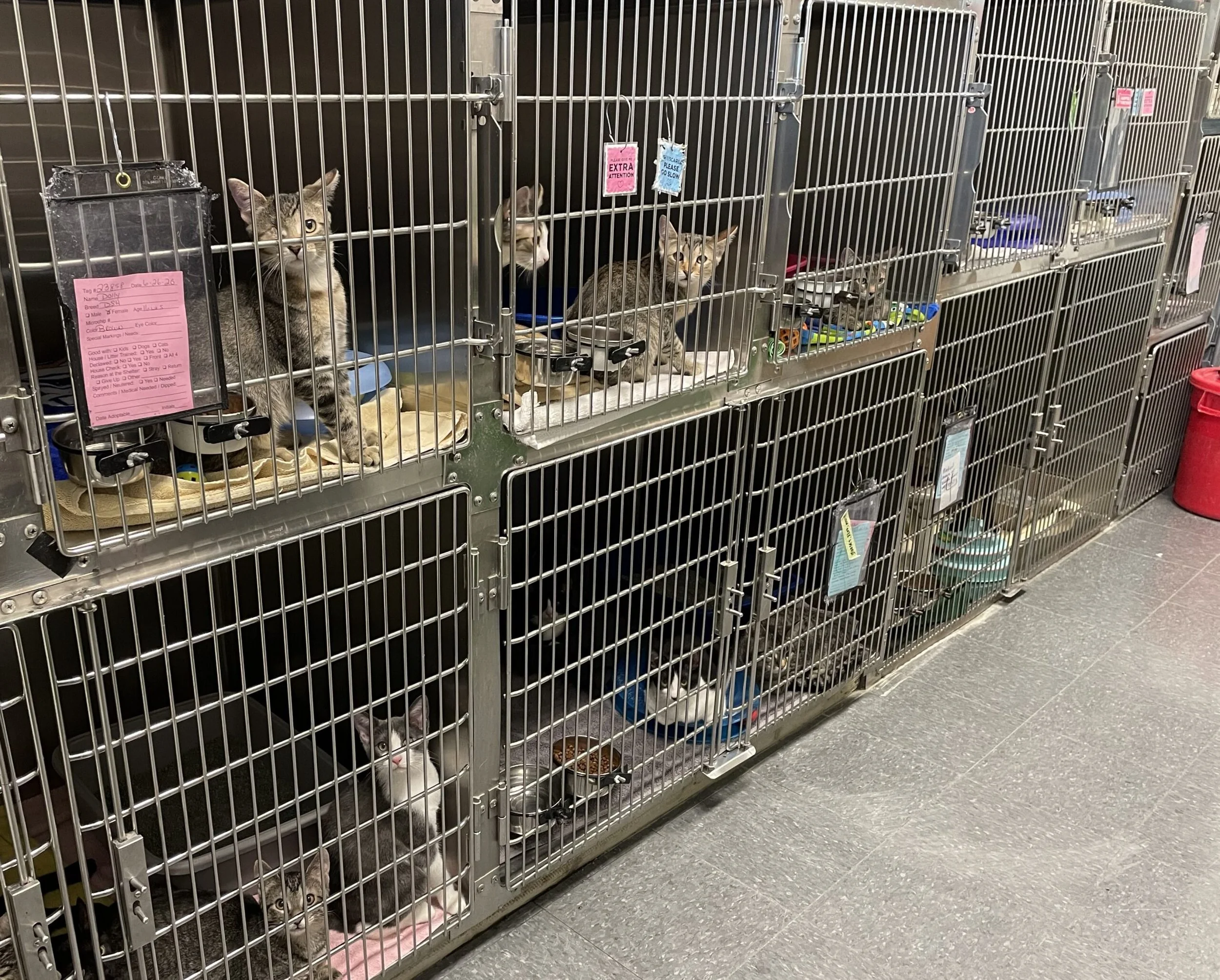 SEAACA: 50 animals may be euthanized due to overcrowding