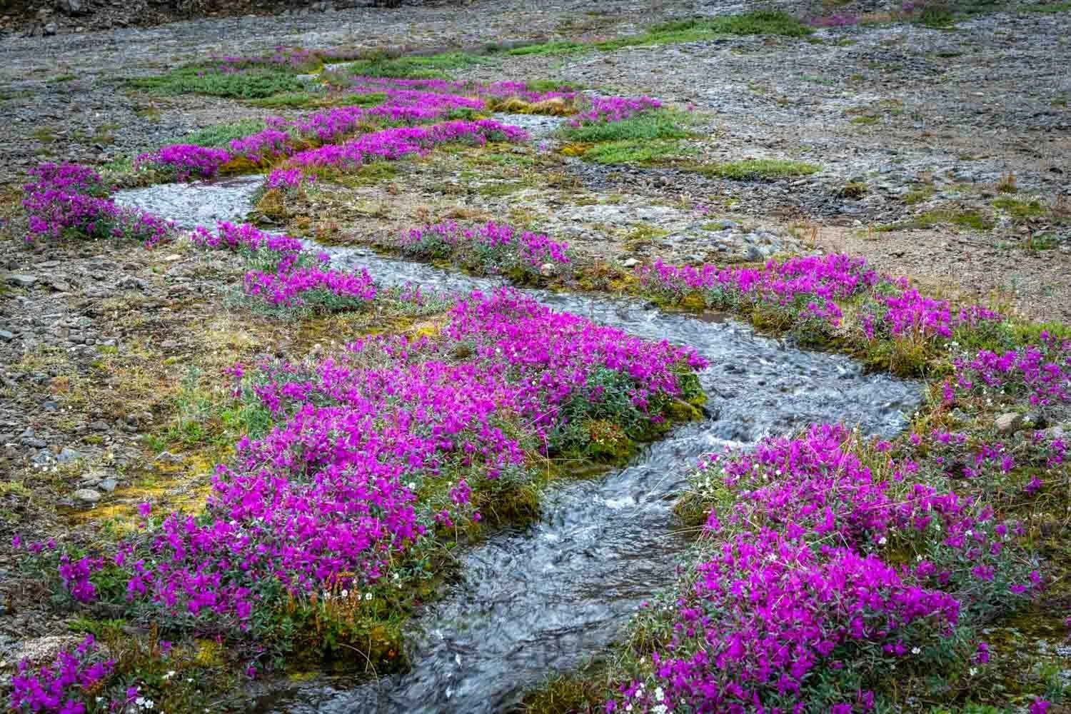 Nationalblume Grönlands säumt ein Bächlein