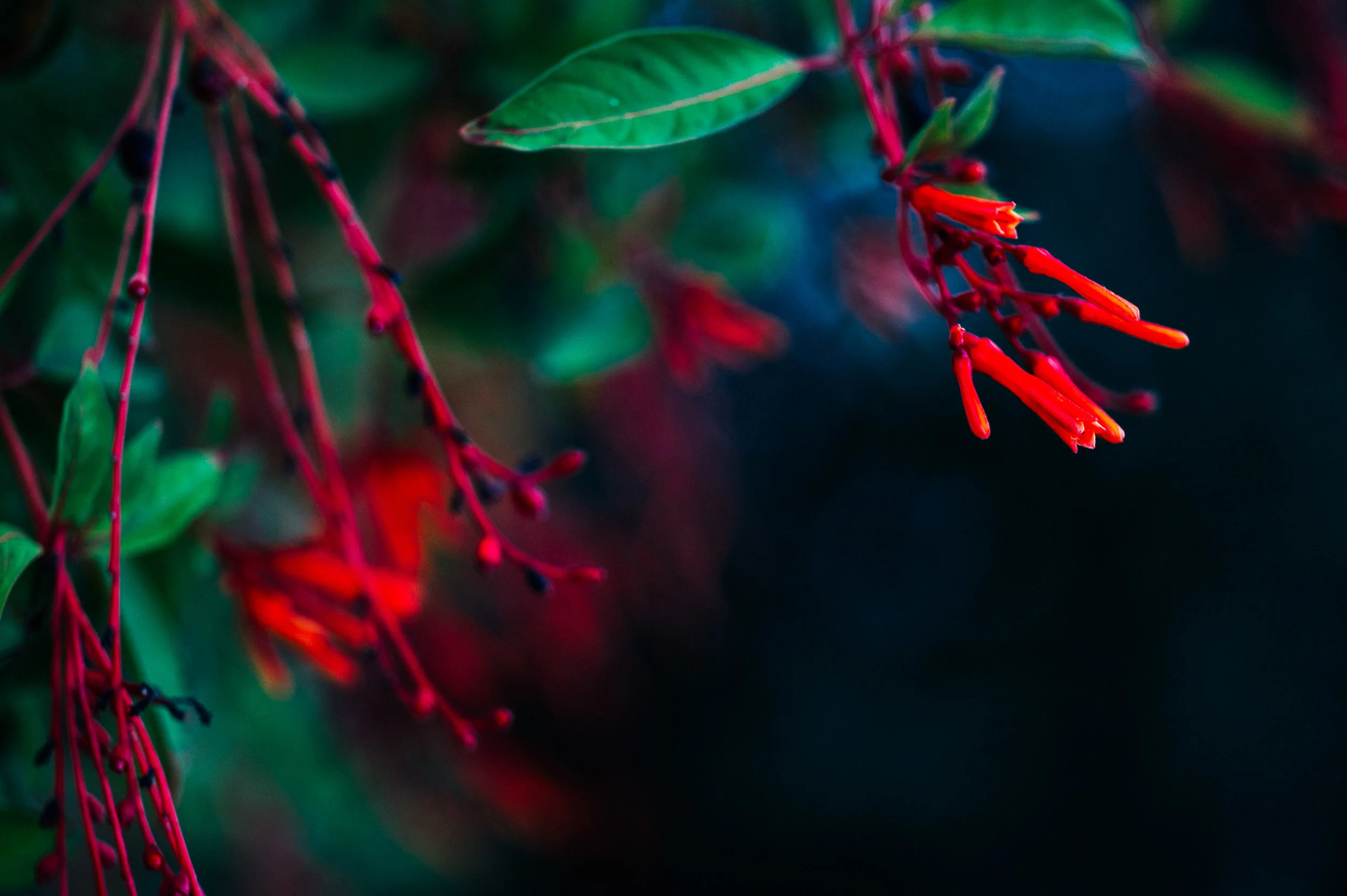 Why You Need A Professional Gardener