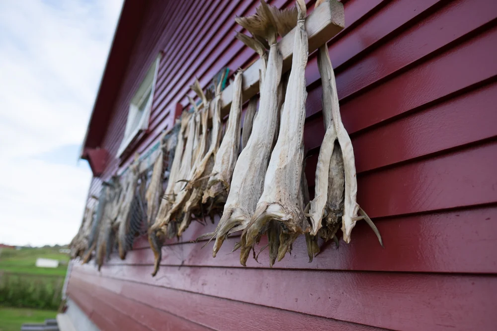 Stockfish drying, Lofoten, Norway