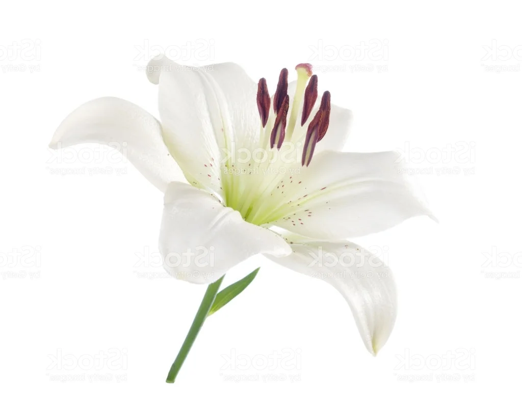 mikecavalli@hotmail.com Spiritual Imbiss Mike Cavalli is a spiritual medium from London, living in Vienna since many years. He offers for us in NUU his SPIRITUAL IMBISS, which includes the following ingredients: Spiritual healing - Spirit communication - Psychic reading - Evenings of Clairvoyance - Private readings Mike Cavalli: 0664 795 8300