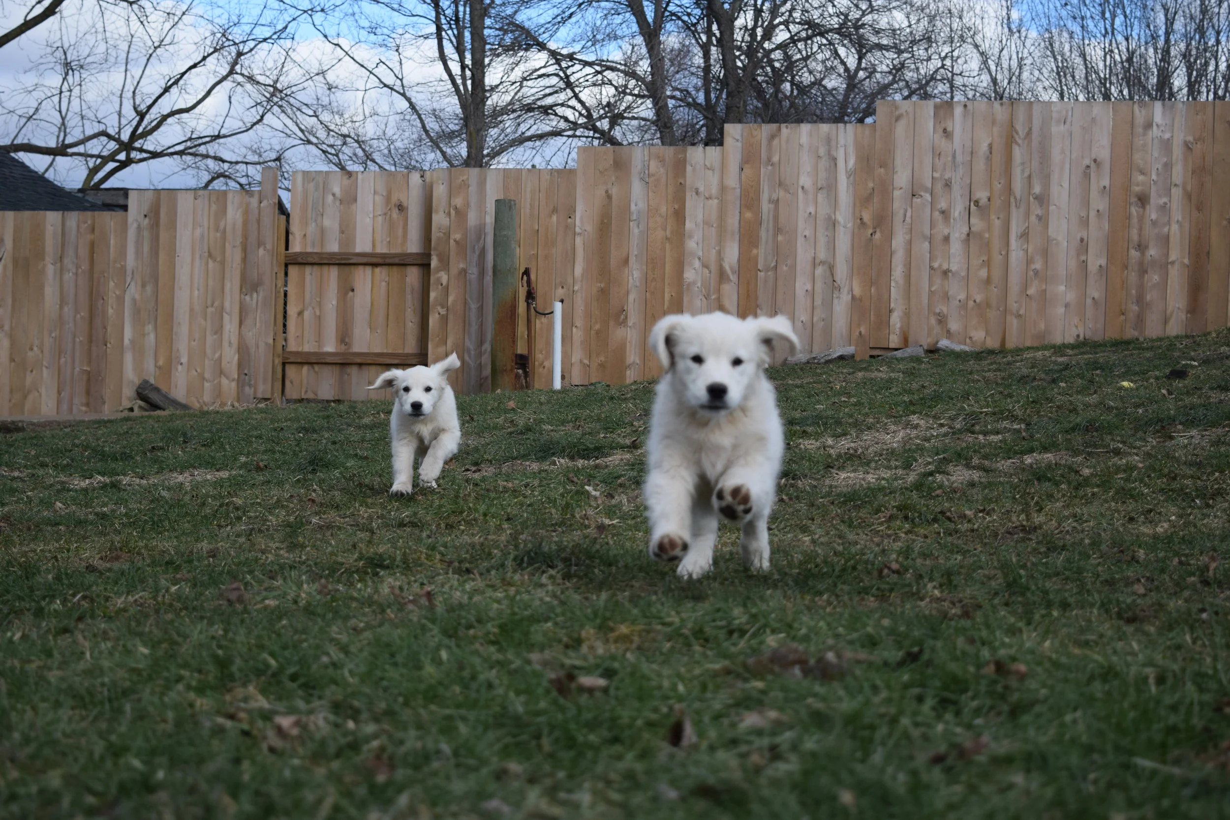 Come to me my pretties!