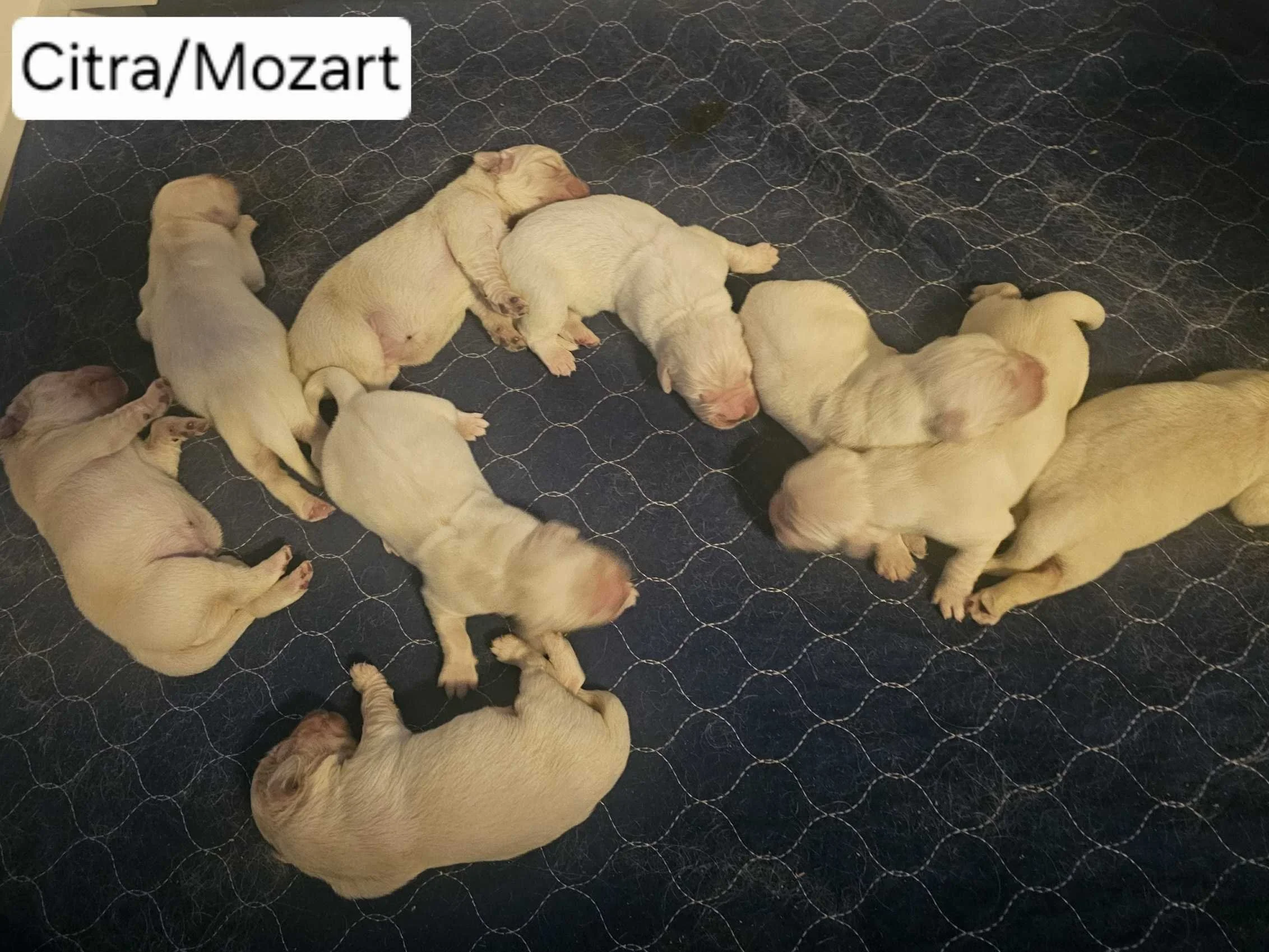 Citra Mozart May 2026 1.jpg