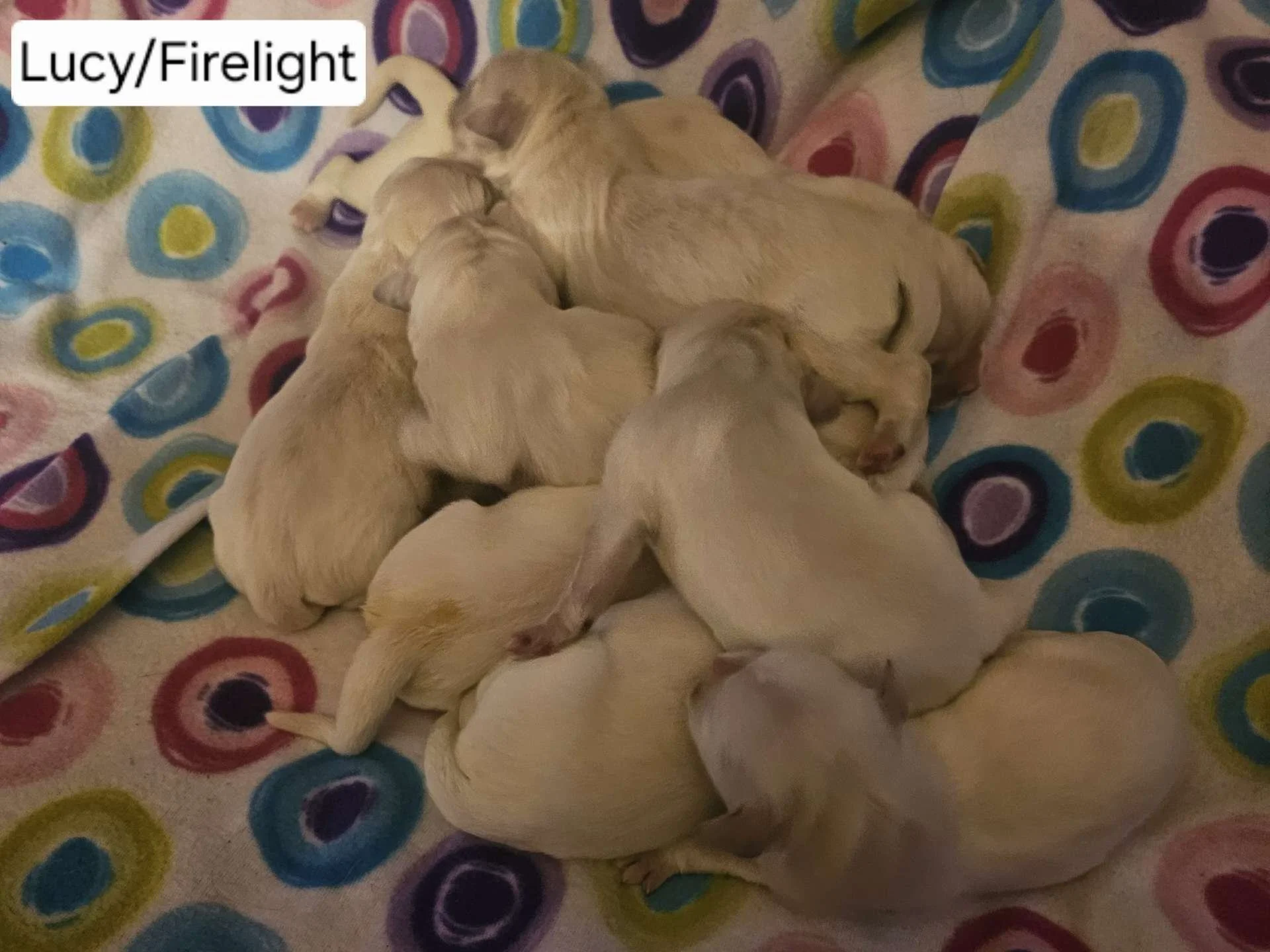Lucy Firelight May 2026 1.jpg