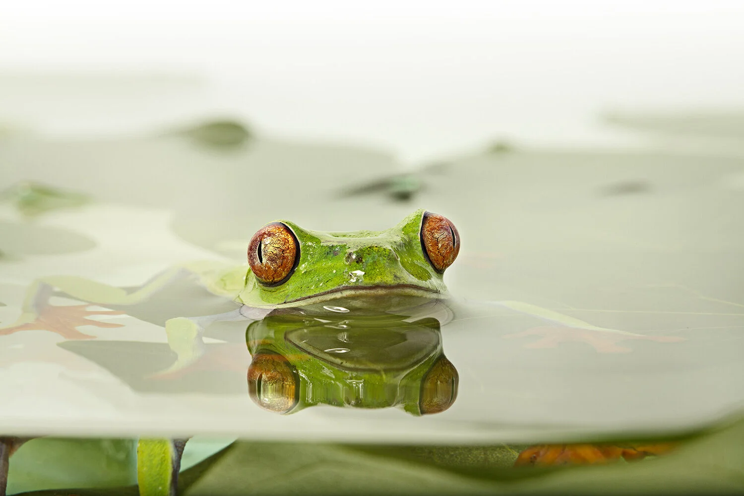 FROG_WATER_JH17230.jpg