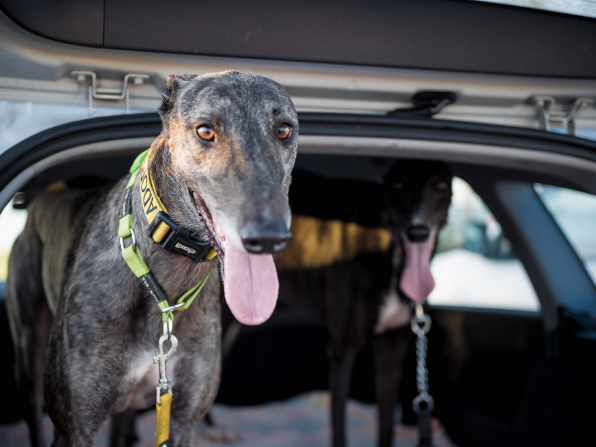   $15   makes sure that a greyhound playdate doesn't include the fleas and ticks   donate now  