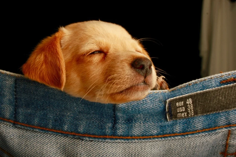 puppy.jpg