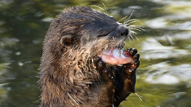 love-your-zoo-otter-.jpg