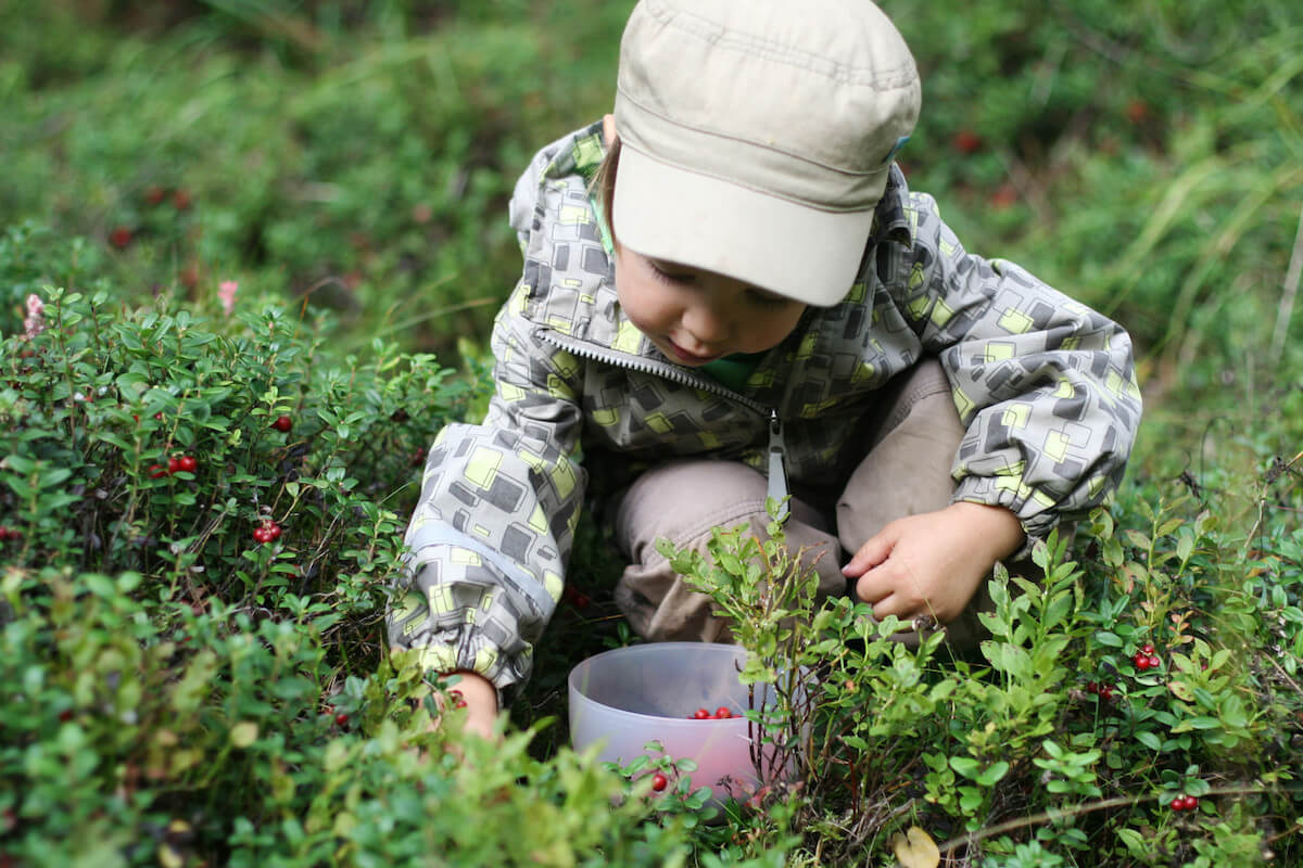 berry picking farm London.jpg