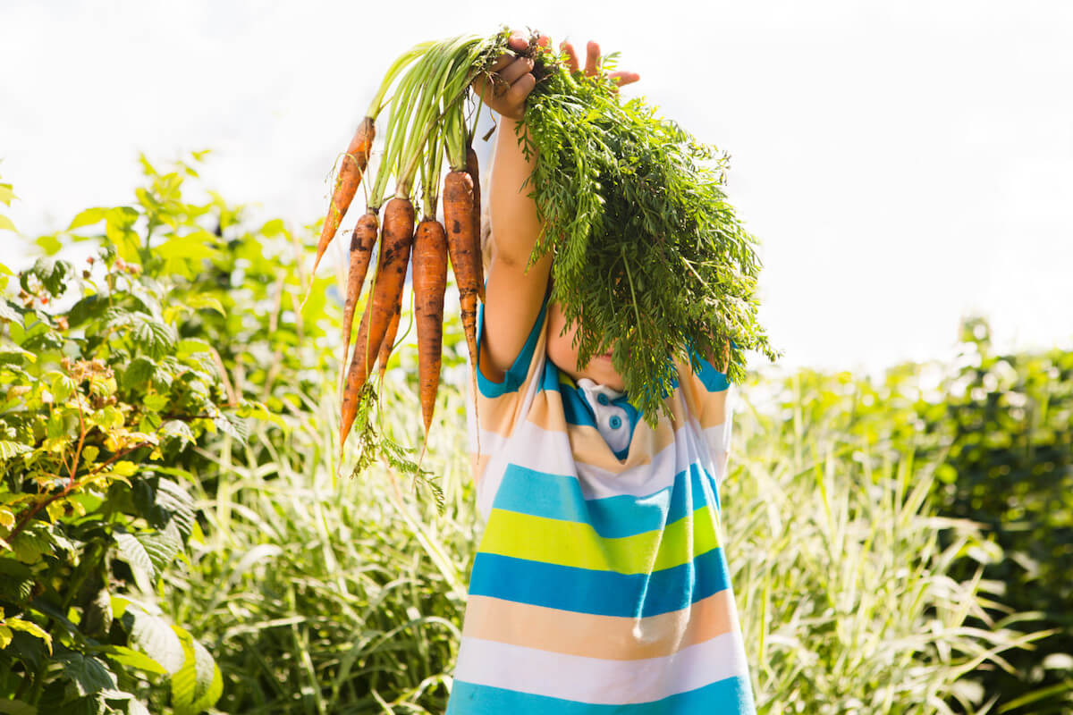pick your own veg farm London.jpg