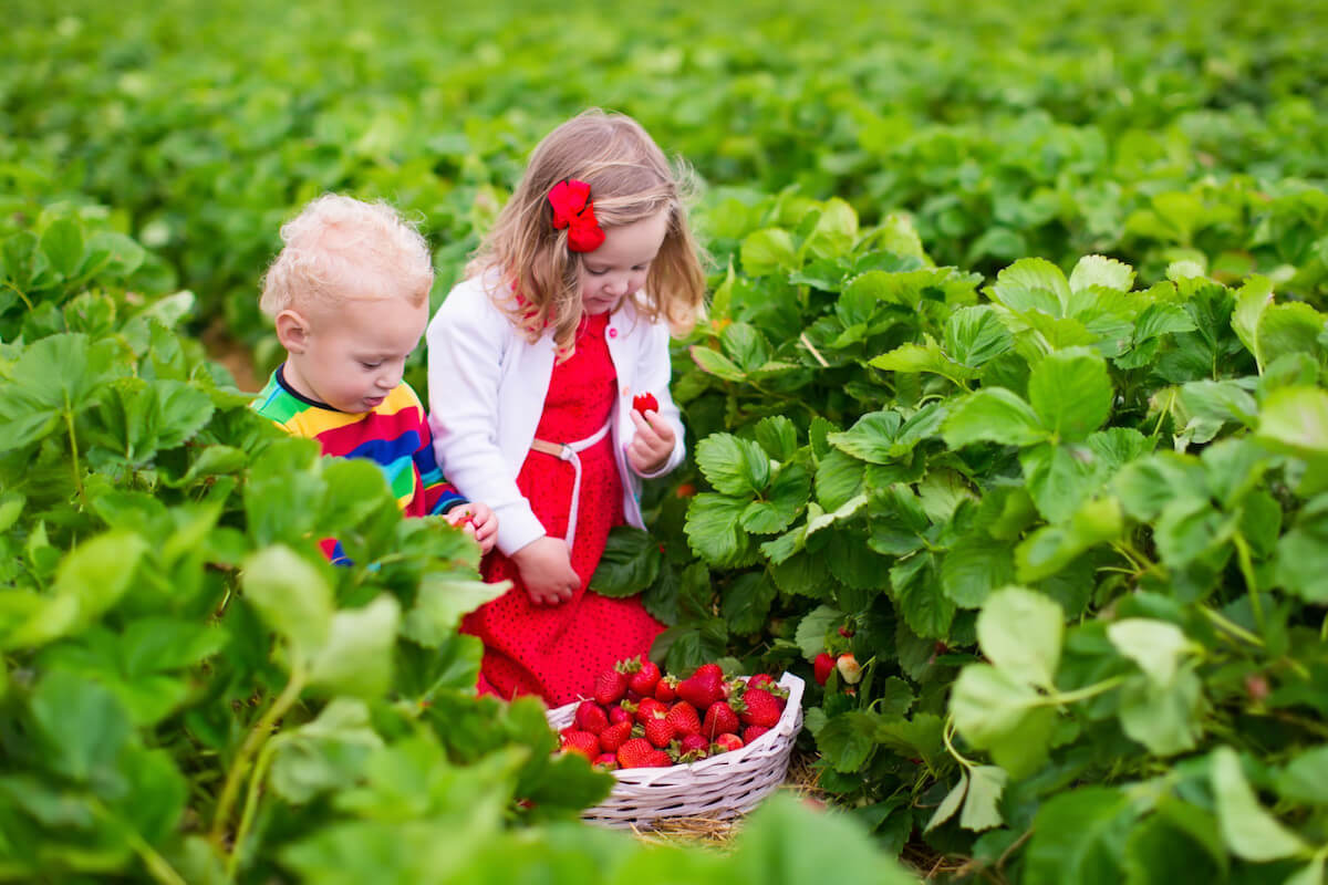 strawberry picking farm london.jpg