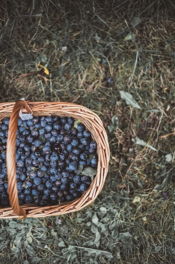 pick your own farms close to London.jpg