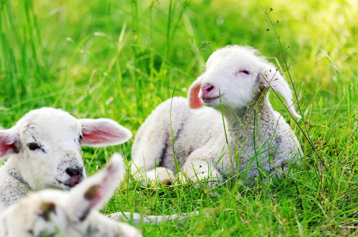 city farm animals London.jpg