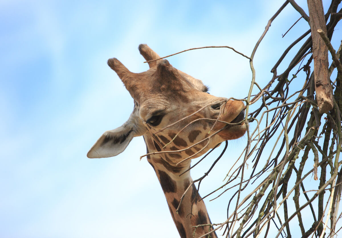 London zoo.jpg