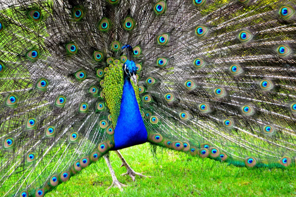 holland park peacock London.jpg