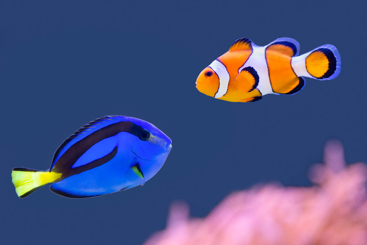 sea life adventure southend.jpg