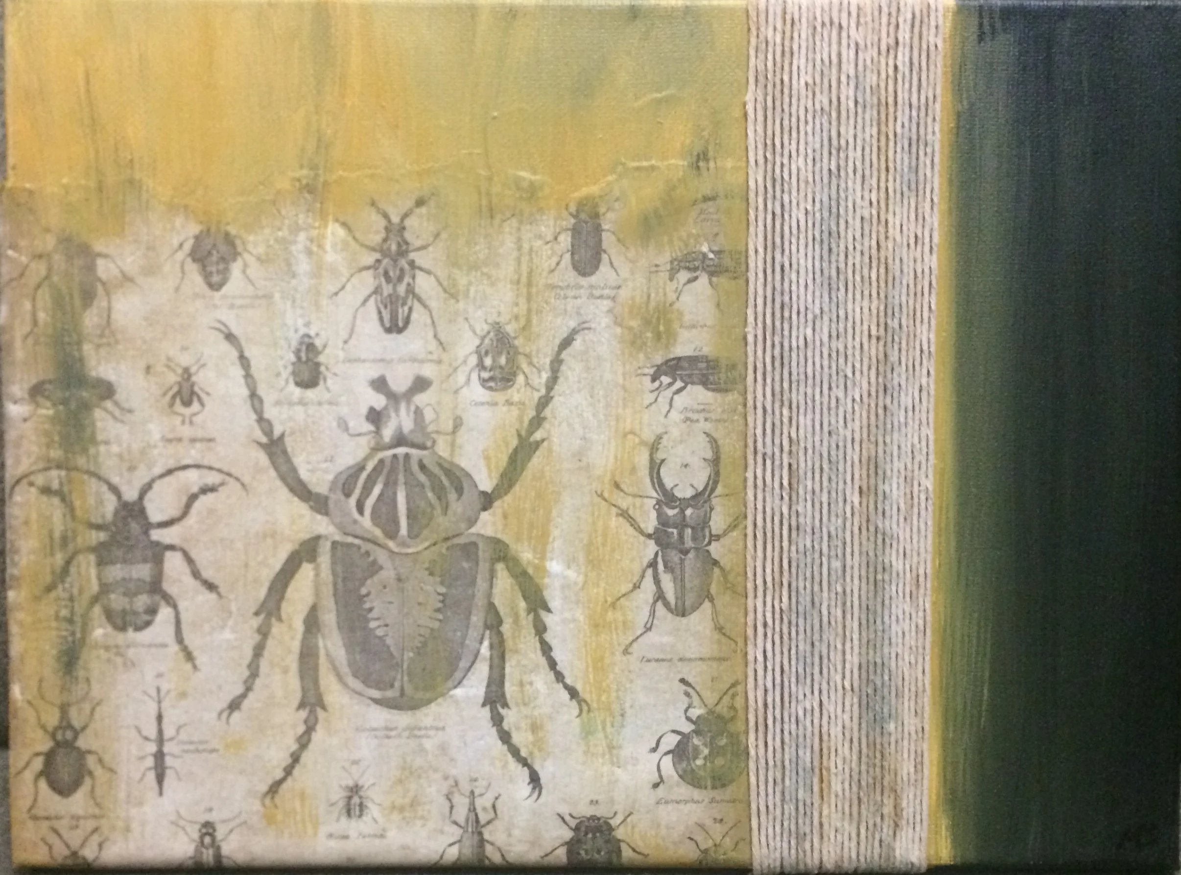 Bug Hunt