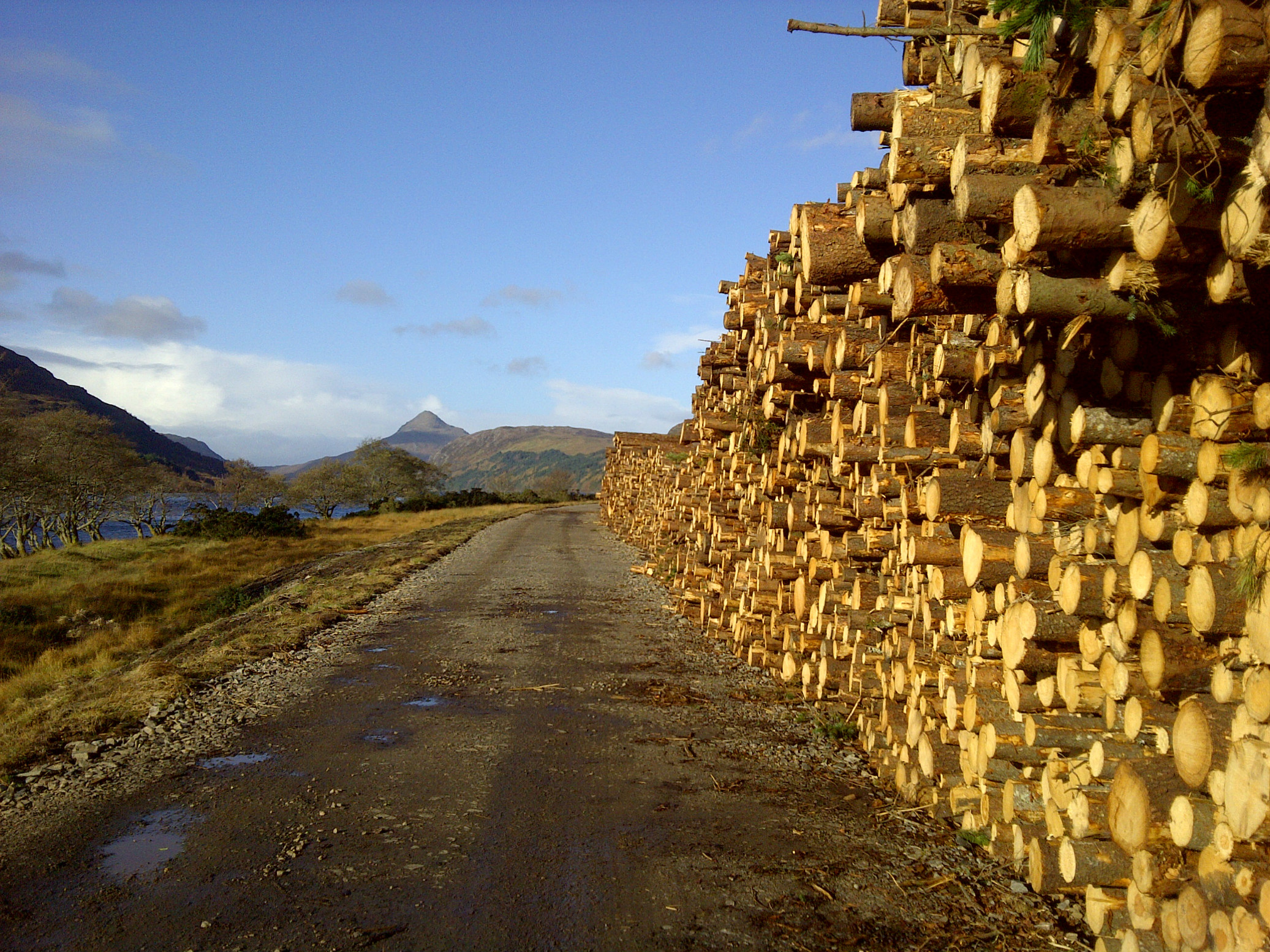 Timber at roadside