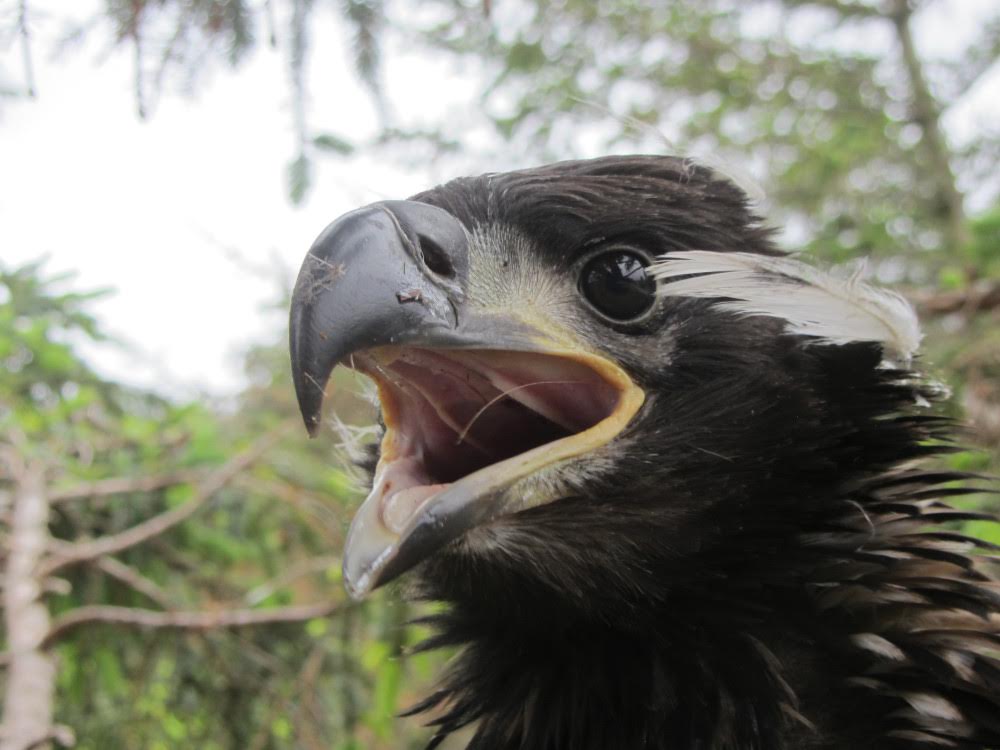 A young white-tailed sea eagle