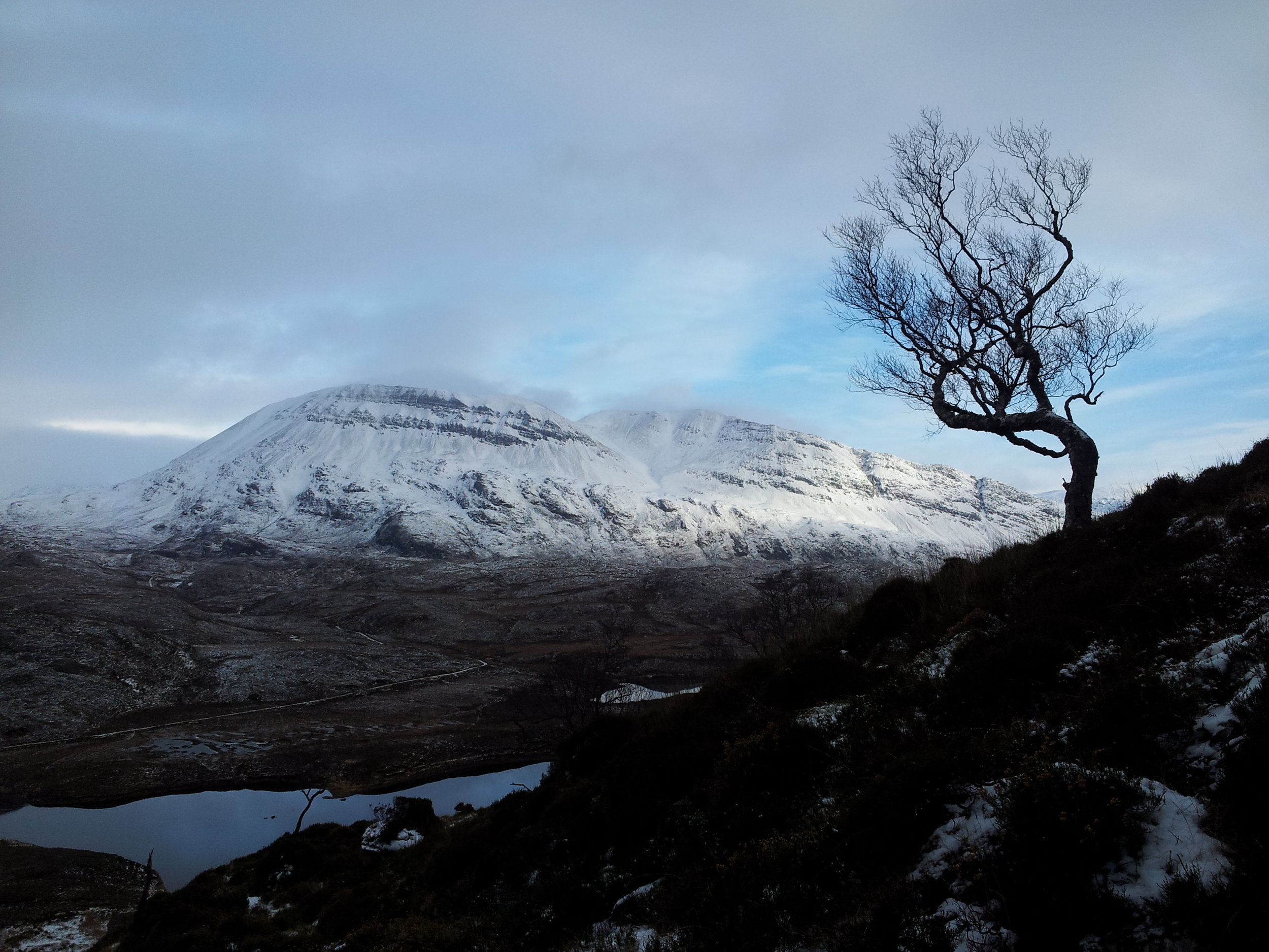 A lone birch on the lower slopes (Ben Arkle in the background)