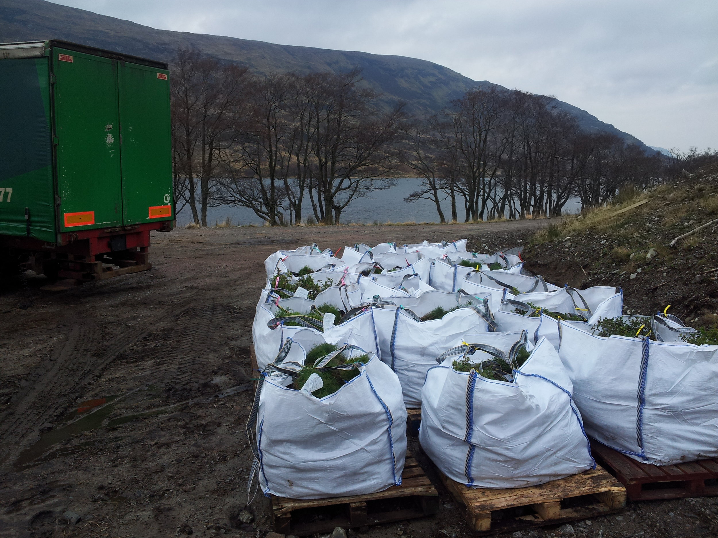 Delivery of young trees