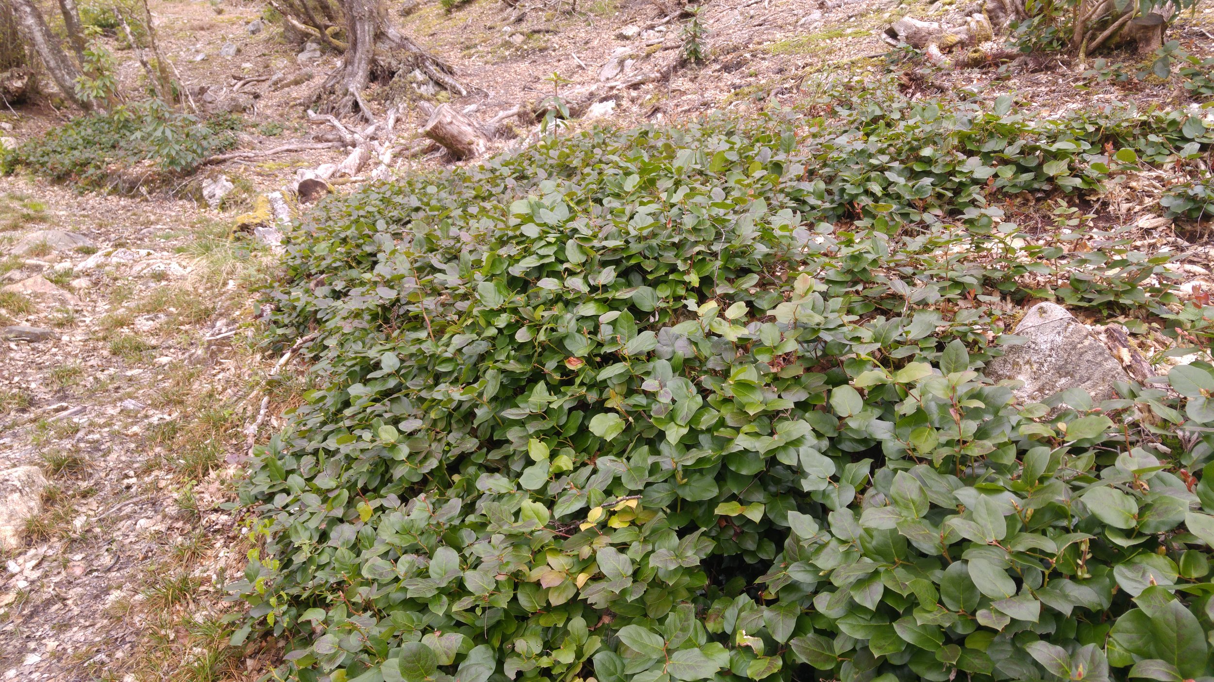 Gaultheria shallon