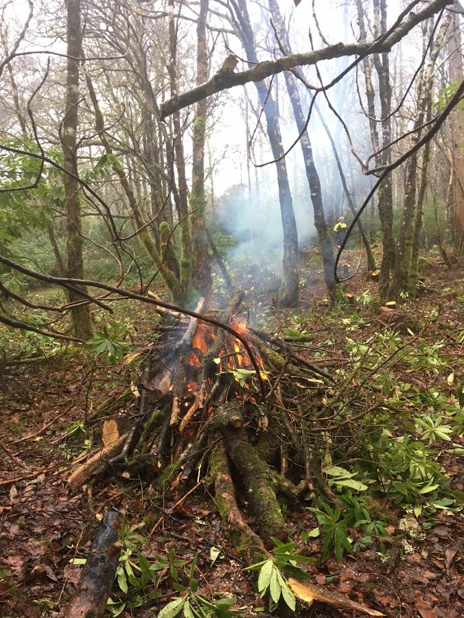 Rhododendron cut and burn