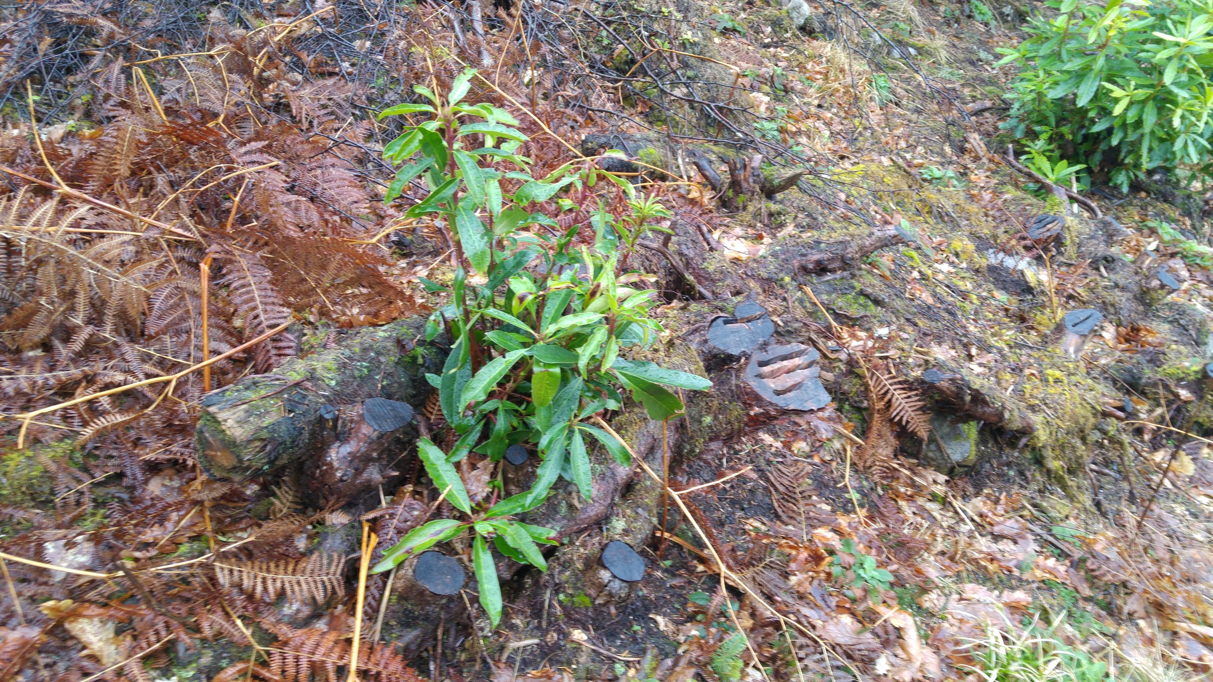 Regenerating rhododendron from a previously cut stump