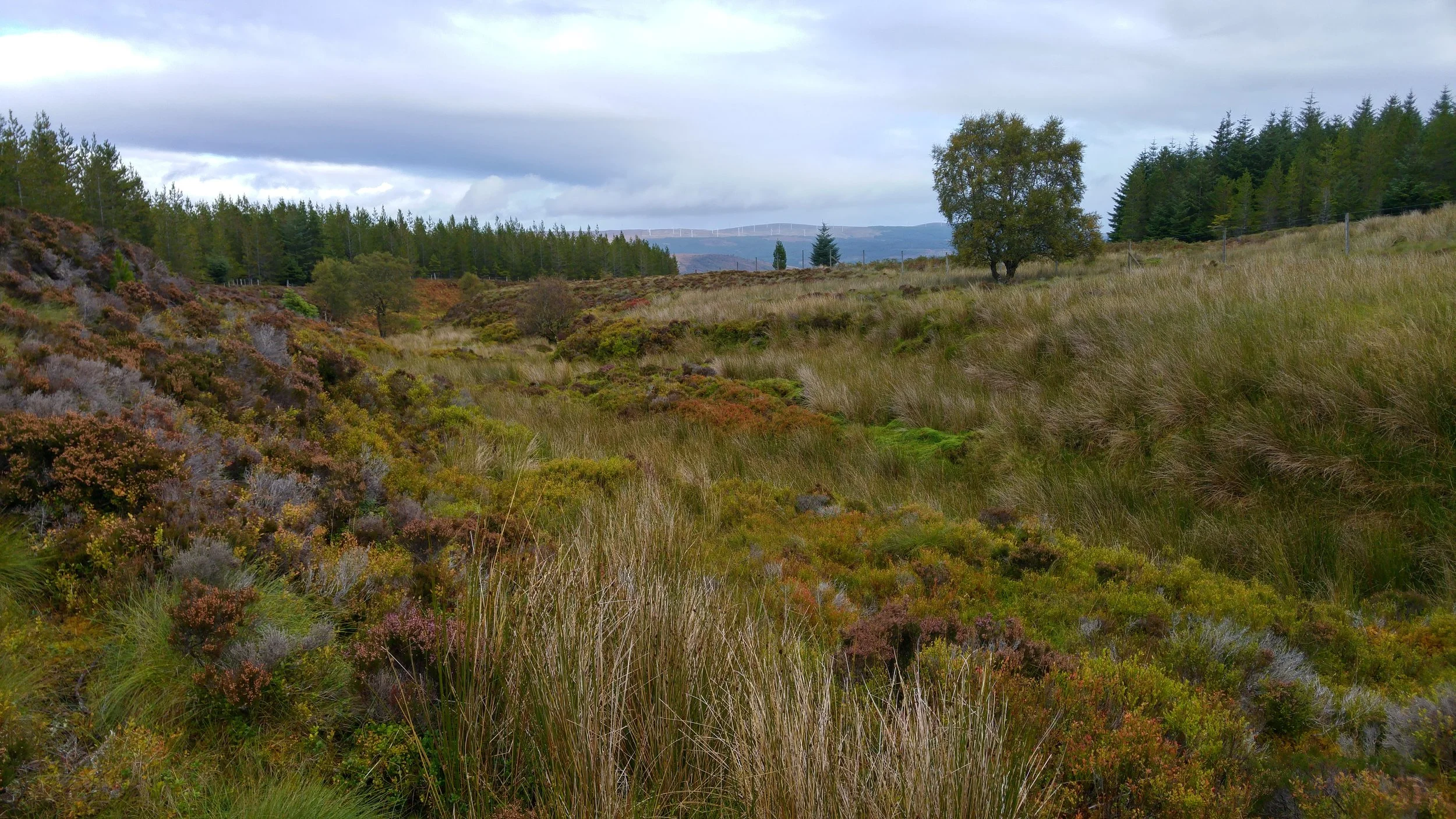 Further up the hill, I came to the main project area. Here, we have open ground on both sides of a minor watercourse (not easy to see in the picture) which is located between several blocks of non native conifers that were planted for timber production. The species in these plantations are typical of this upland environment: Scots pine, Lodgepole pine, Sitka spruce and larch. My purpose of being here was to consider whether it was worthwhile excluding deer from these areas of open ground and then planting native trees to restore the natural tree cover. Unfortunately, it did not take long to realise that the peat was too deep to support grant funded tree planting in most places, even though the nutrient status was sufficiently good for heather to grow quite well in some areas.