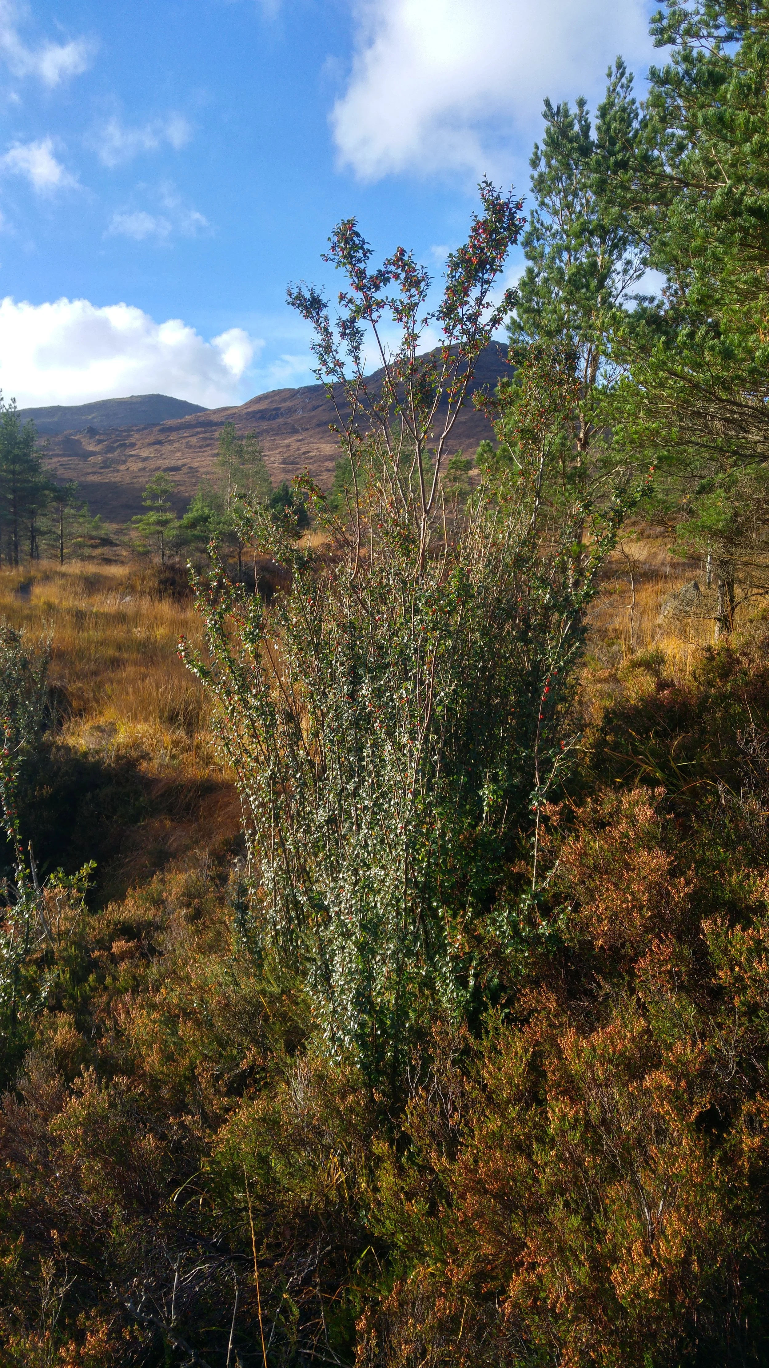 A picture of one of the target species: a mature cotoneaster growing wild in an upland environment.