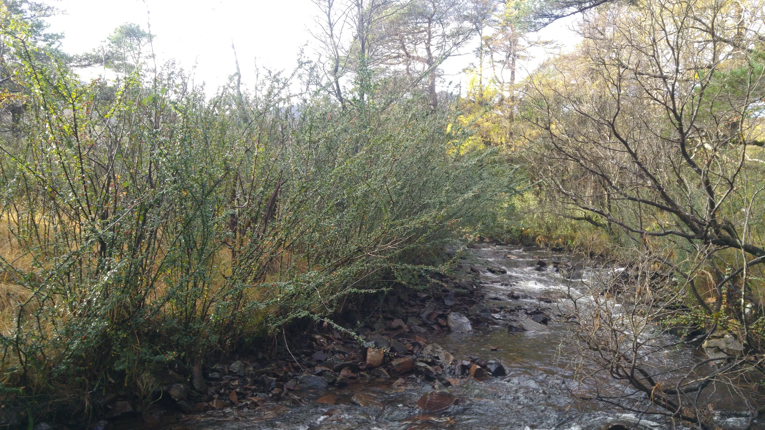 More cotoneaster. This time, I stand of plants in a riparian setting. I wondered whether upstream bushes had been the source of seed for these plants, as indeed they probably now are for younger plants growing further downstream. 