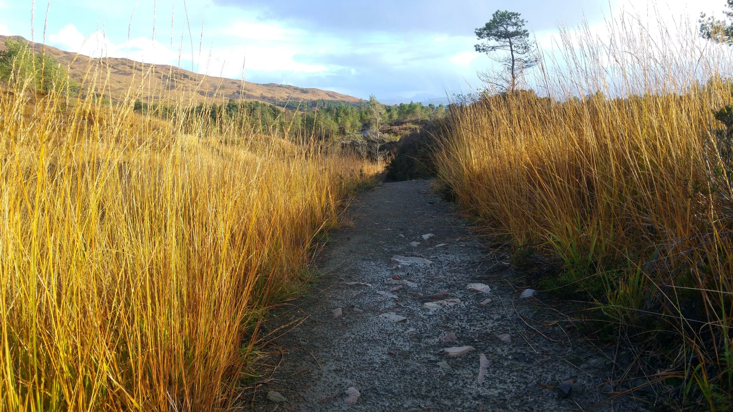On sunny days, the molinia on the open hill looked fantastic with its autumn colour.