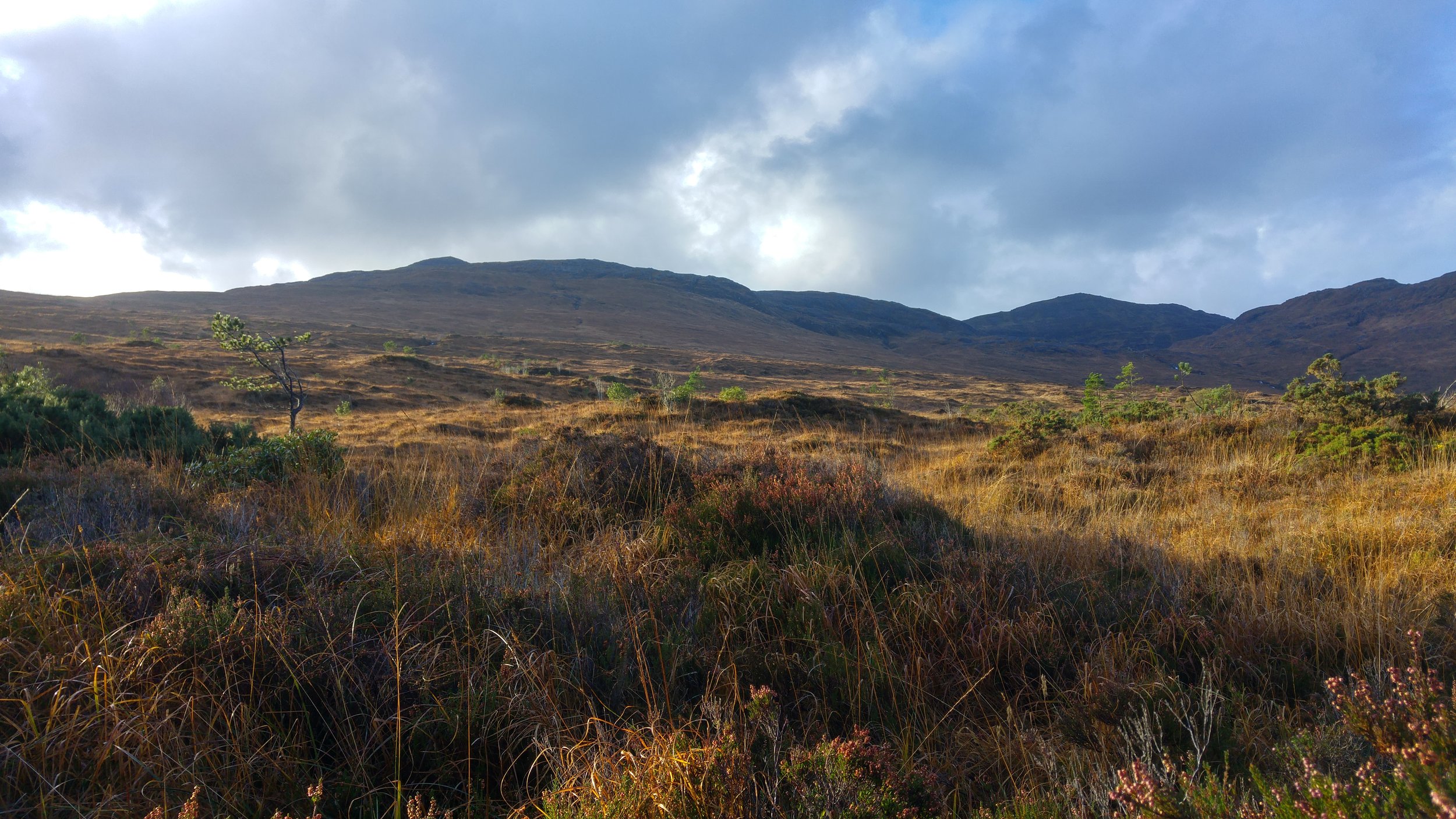 The open hill was very wet, rough and difficult to survey in a systematic fashion. In wet and windy weather it was cold and exposed. In sunnier weather, the late autumn colours looked great and it was a pleasure to walk the ground. 