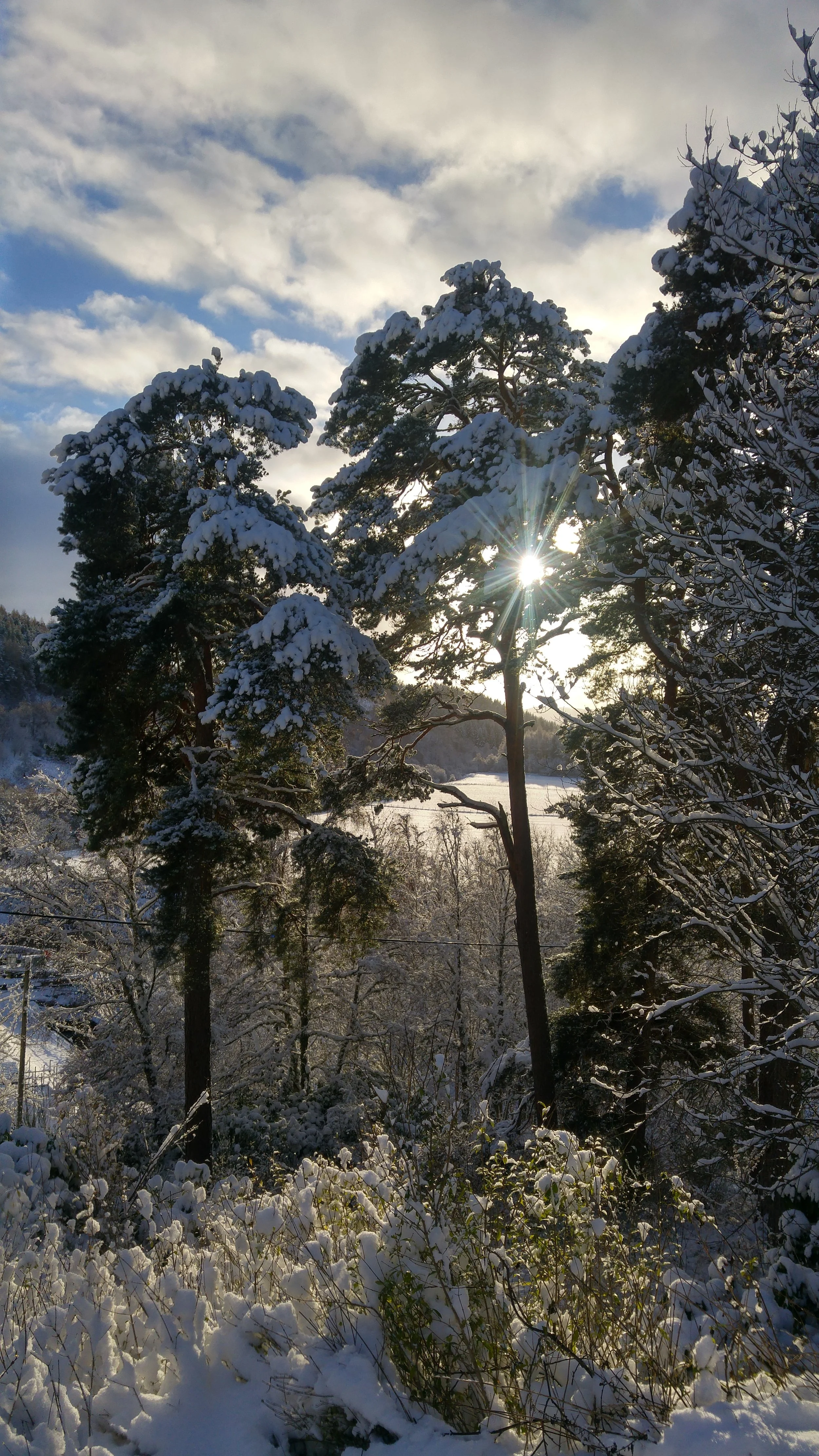 A wintry scene