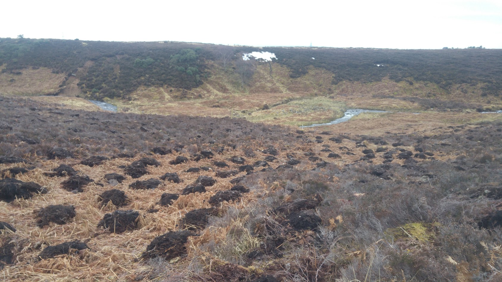 Tree planting in Brora, Sutherland.